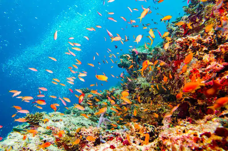 Banana Reef