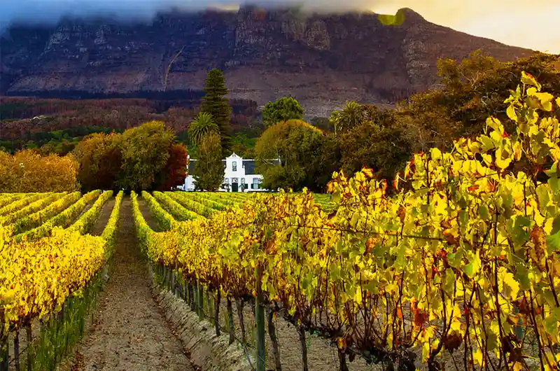 Cape Winelands