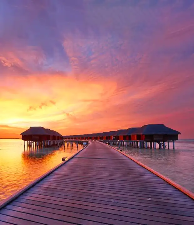 Watch Dolphins in Their Natural Habitat