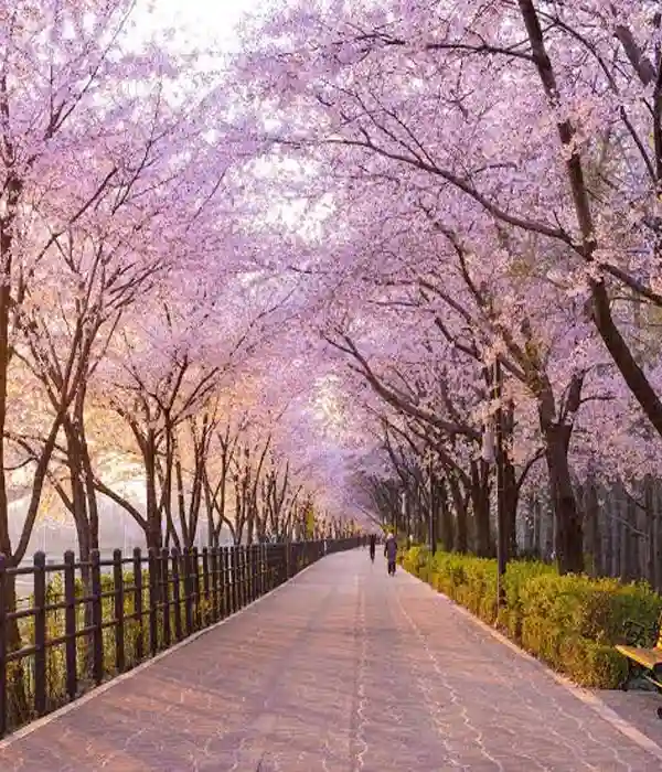 Relax at Han River Park