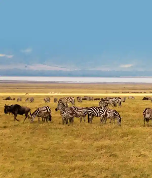 Go on a Safari in the Serengeti National Park