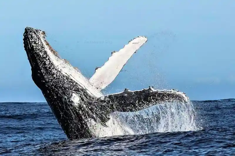 Gansbaai