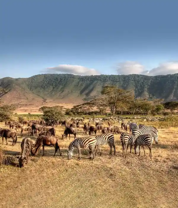 Try Snorkelling or Diving Around Mnemba Atoll