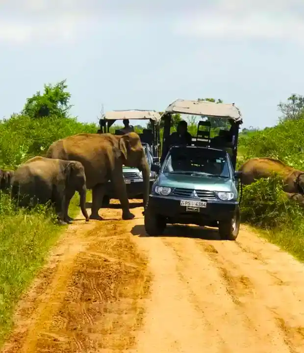 Go on a Wildlife Safari Adventure