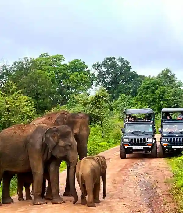Go on a Wildlife Safari