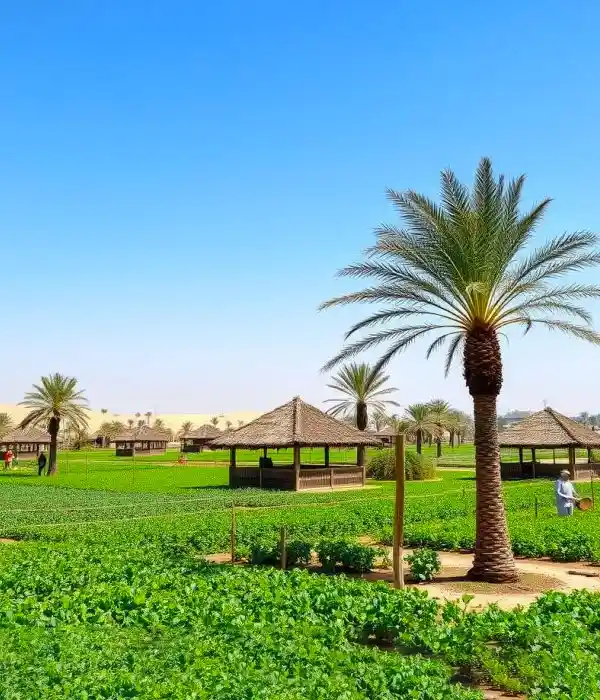 Cruise on a Traditional Dhow Boat