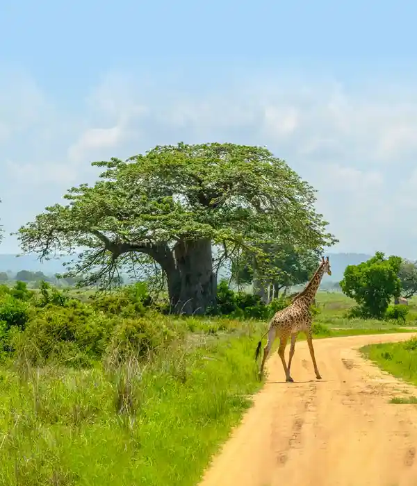 Shop for Local Crafts at the Maasai Market