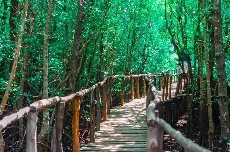 Jozani Forest