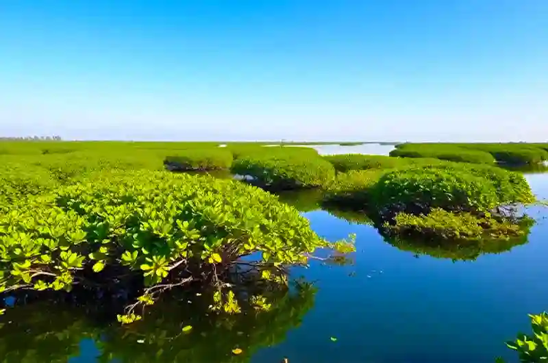Kalba Mangrove Reserve