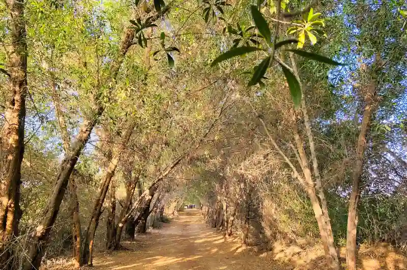 Karzakkan Forest Area