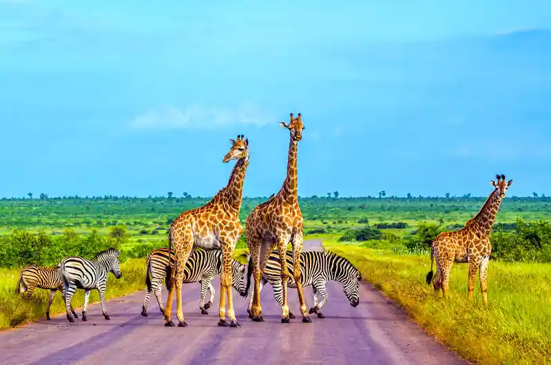 Kruger National Park