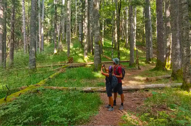 Perućica Forest