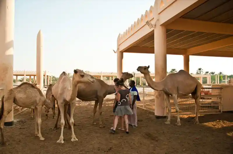 Royal Camel Farm