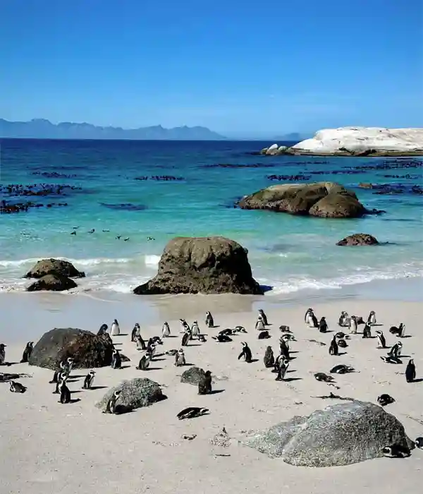 See African Penguins at Boulders Beach