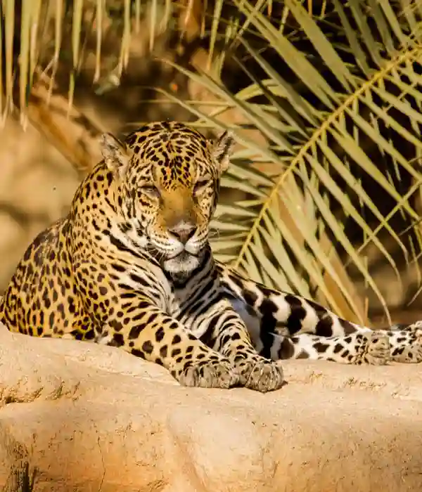 Head to Blue Souq for Shopping