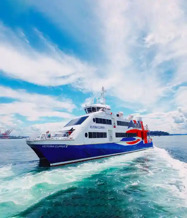 Go Whale Watching