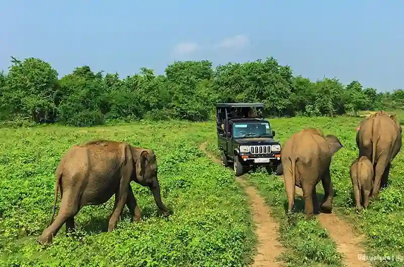 Udawalawe National Park