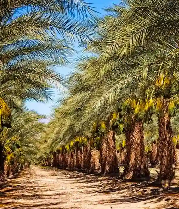 Relax on Qurum Beach in Muscat