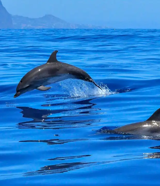 Explore Male’s Islamic Centre and Market