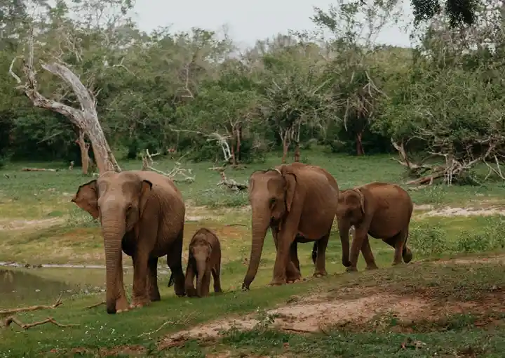 Yala National Park